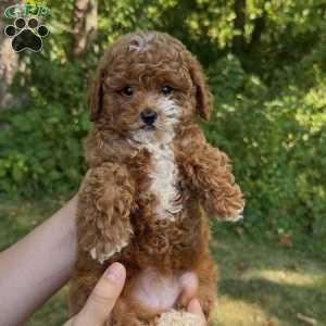 Marley, Miniature Poodle Puppy